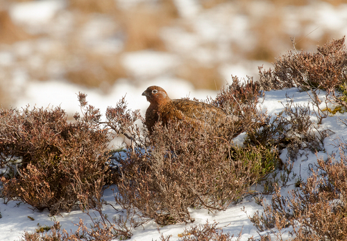  Red Grouse in the Snow  DM2071
