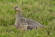  Red Grouse with Chick DM2073