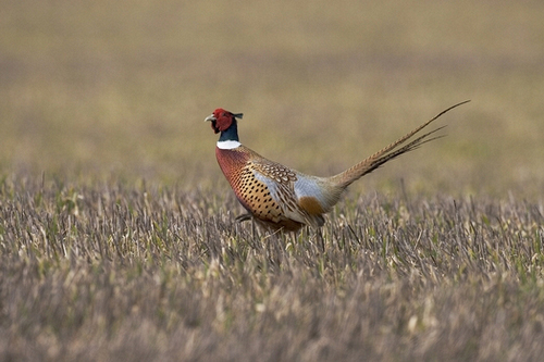 Cock Pheasant 2