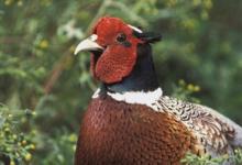 Cock Pheasant DM0508