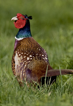 Cock Pheasant DM0525