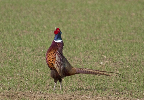 Cock Pheasant DM0984