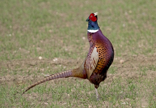 Cock Pheasant DM0986