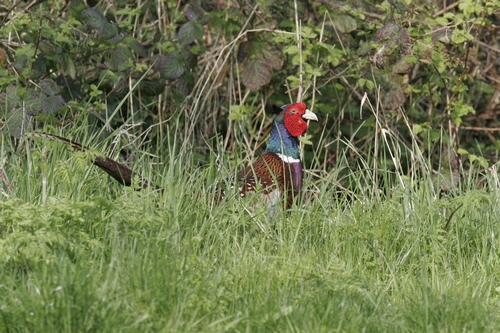 Cock Pheasant DM0987