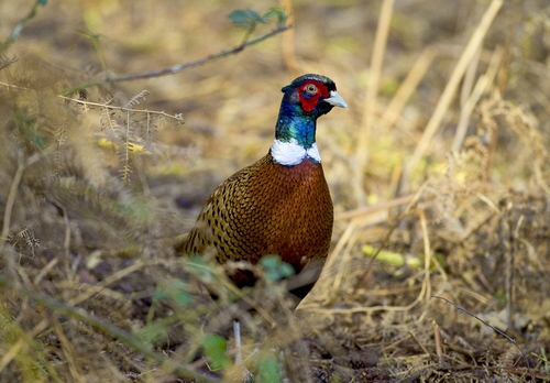Cock Pheasant DM1418