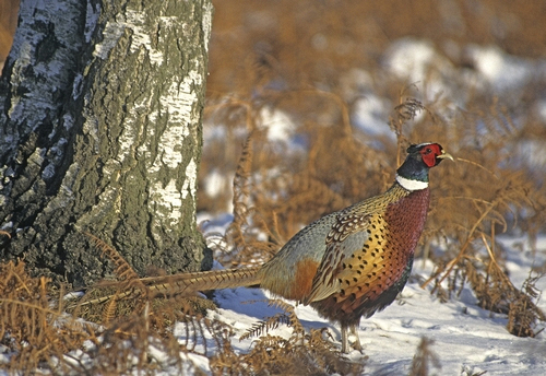 Cock Pheasant in the Snow 4