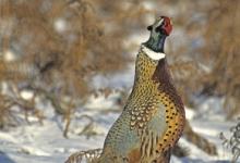 Cock Pheasant in the Snow 3