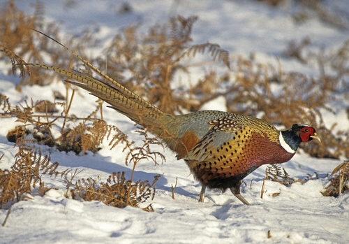 Cock Pheasant in the Snow 5