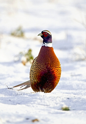 Cock Pheasant in the Snow DM1419