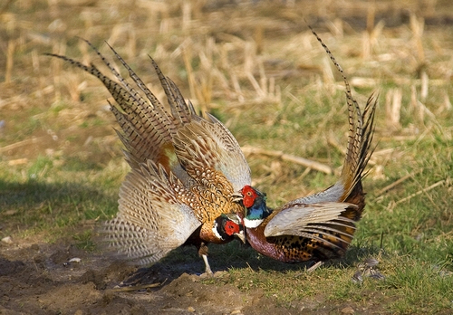 Cock Pheasants Fighting DM0981
