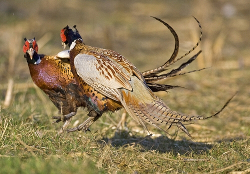 Cock Pheasants Fighting DM0982