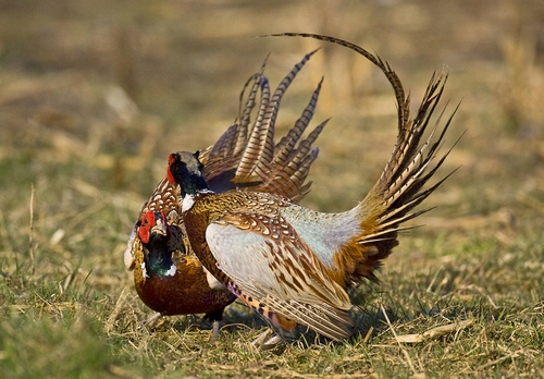 Cock Pheasants Fighting DM0983