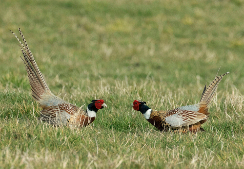 Cock Pheasants Fighting DM1629