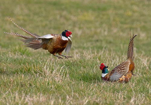 Cock Pheasants Fighting DM1631