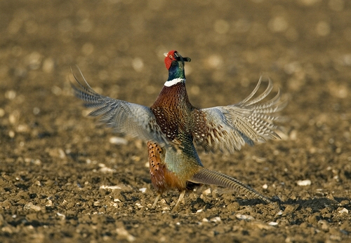 Crowing Pheasant DM0488