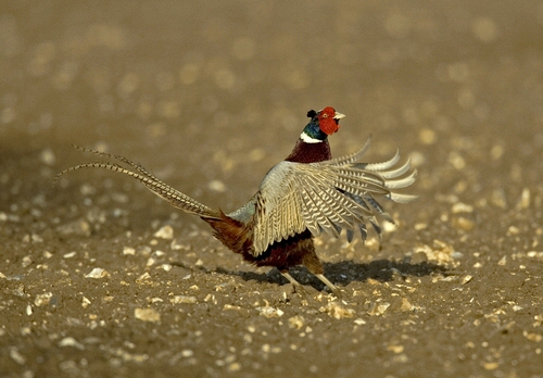 Crowing Pheasant DM0496