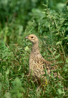 Hen Pheasant DM1474