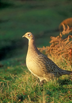 Hen Pheasant DM1475
