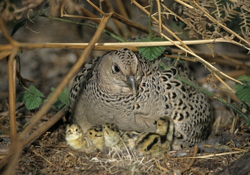 Hen Pheasant with Chicks DM0197