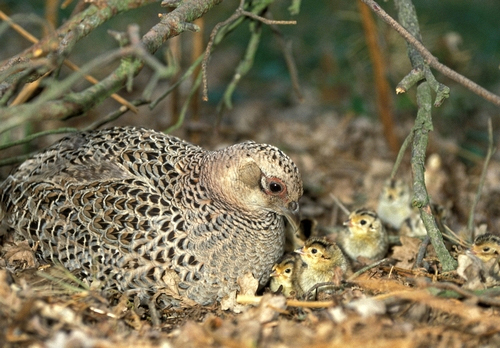 pheasant with chicks DMO549