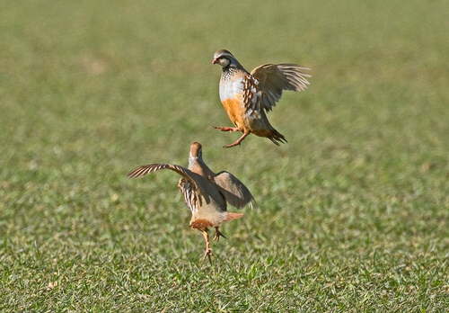 Red-leg Partridges Fighting   DM1633
