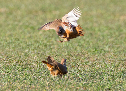 Red-leg Partridges Fighting   DM1634