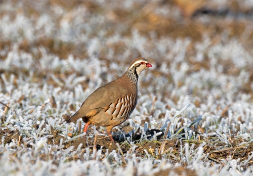 Red-legged Partridge in  the Frost