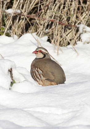 Red-legged Partridge in the Snow DM0568