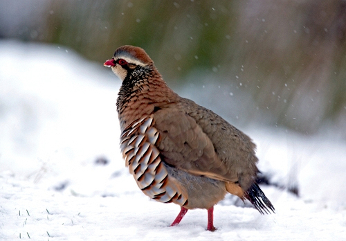 Red-legged Partridge in the Snow