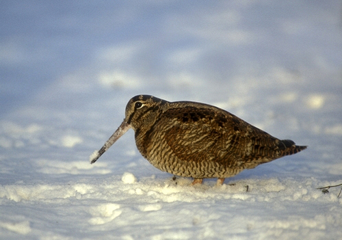Woodcock in the Snow DM0191
