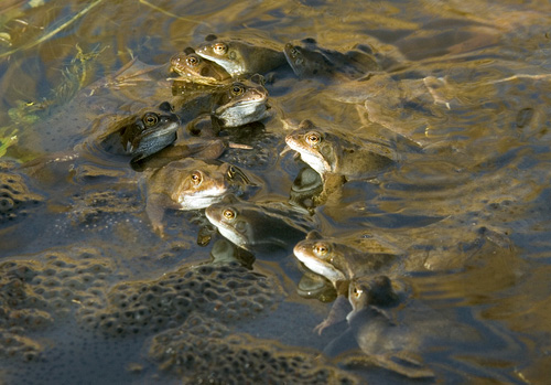 Frogs Spawning  2 DMOO38