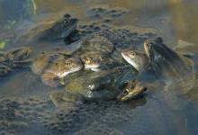 Frogs Spawning 3 DMOO39