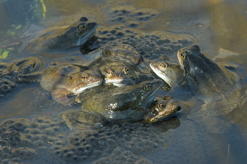 Frogs Spawning 3 DMOO39