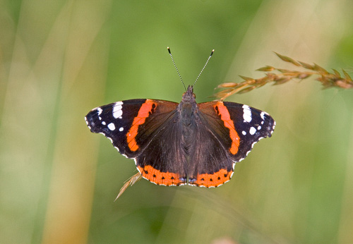 Red Admiral 1 DM0070