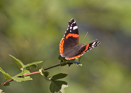 Red Admiral 2 DM0076