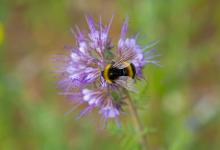 Bumble Bee on Phacezia