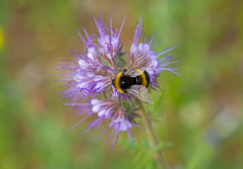 Bumble Bee on Phacezia