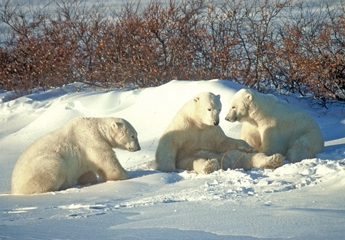 Polar Bears DM0105