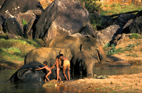 Boys Washing Indian Elephants DM0234