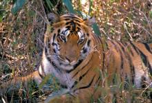 Indian Tiger 2 DM0233