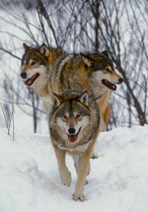 European Wolves