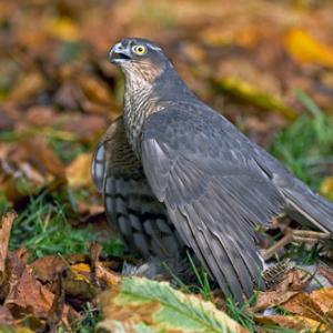 Sparrowhawk with Grey Partridge DM0462