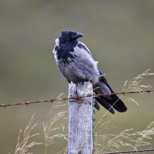   Hooded Crow DM0893