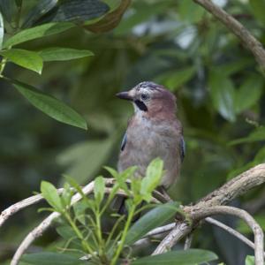   Jay DM171748