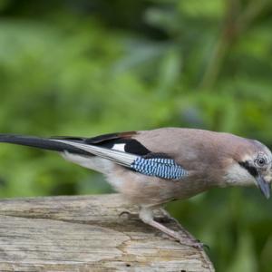   Jay DM1750