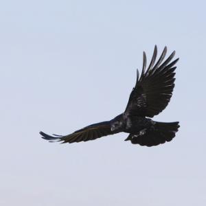  Carrion Crow in Flight  DM1743