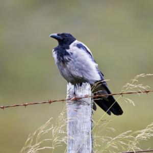  Hooded Crow DM0892