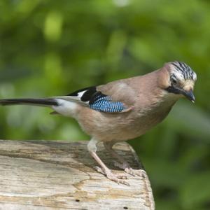  Jay DM1746