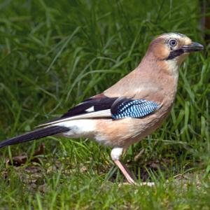  Jay DM1747