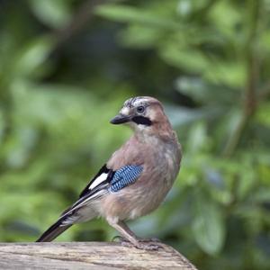  Jay DM1749